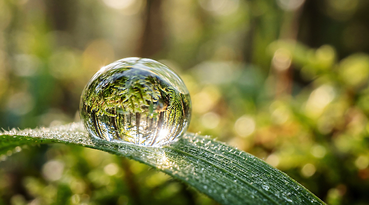 JPG 식물 편집이미지 잎 자연 초록색 물 물방울 이슬 편집실사 AI컴퓨터그래픽 AI콘텐츠 자연요소 컬러 CG 생태계 파일형식