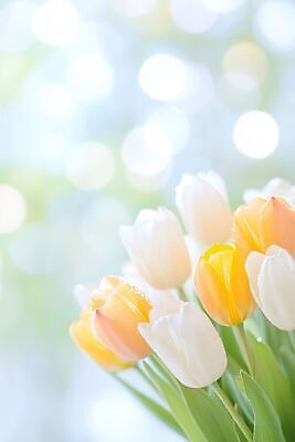 JPG 편집이미지 꽃 꽃다발 백그라운드 봄 튤립 보케 이미지편집 AI컴퓨터그래픽 AI콘텐츠 식물 계절 파일형식