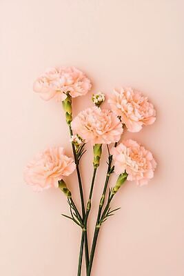 JPG 편집이미지 꽃 분홍색 꽃다발 백그라운드 어버이날 스승의날 카네이션 감사 가정의달 편집실사 AI포토 AI콘텐츠 식물 기념일 감정 컬러 5월 CG 파일형식