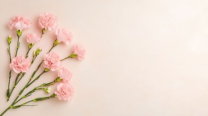 JPG 편집이미지 꽃 줄기 분홍색 꽃다발 백그라운드 어버이날 스승의날 카네이션 감사 부드러움 가정의달 편집실사 AI포토 AI콘텐츠 식물 기념일 감정 컬러 감각 5월 CG 파일형식