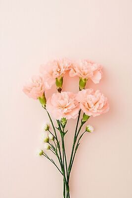 JPG 편집이미지 꽃 줄기 분홍색 꽃다발 백그라운드 어버이날 스승의날 카네이션 감사 가정의달 편집실사 AI포토 AI콘텐츠 식물 기념일 감정 컬러 5월 CG 파일형식