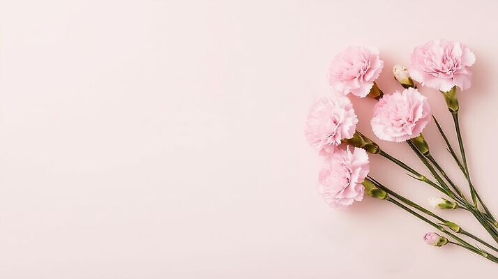 JPG 편집이미지 꽃 분홍색 꽃다발 백그라운드 선물 어버이날 스승의날 카네이션 감사 가정의달 편집실사 AI포토 AI콘텐츠 식물 기념일 감정 컬러 5월 CG 파일형식