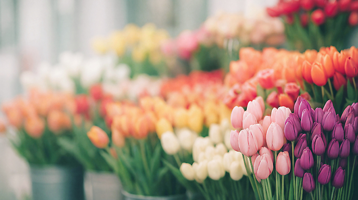 JPG 편집이미지 꽃 화분 판매 튤립 꽃집 편집실사 AI포토 AI콘텐츠 식물 상점 CG 파일형식