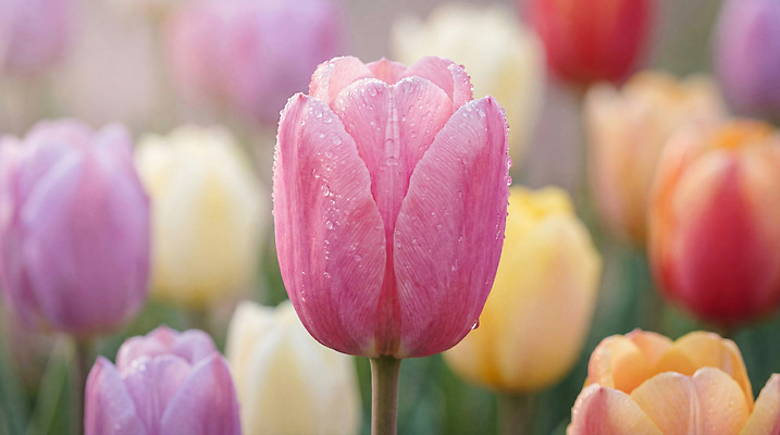 JPG 편집이미지 꽃 꽃밭 밭 자연 봄 튤립 편집실사 AI포토 AI콘텐츠 식물 계절 농업 CG 생태계 파일형식