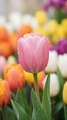 JPG 편집이미지 꽃 꽃밭 자연 노란색 봄 튤립 편집실사 AI포토 AI콘텐츠 식물 계절 컬러 CG 생태계 파일형식