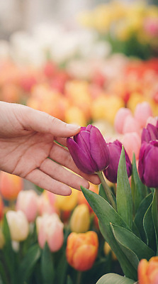 JPG 편집이미지 손 꽃 꽃다발 자연 튤립 의료성형뷰티 편집실사 AI인물포토 AI콘텐츠 식물 신체부위 CG 생태계 파일형식 AI포토