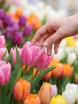 JPG 편집이미지 손 꽃 꽃밭 자연 봄 튤립 의료성형뷰티 편집실사 AI인물포토 AI콘텐츠 식물 계절 신체부위 CG 생태계 파일형식 AI포토