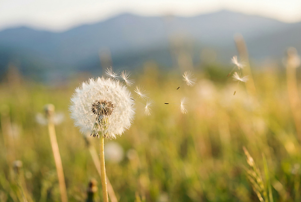 JPG 식물 편집이미지 꽃 자연 바람 씨앗 풍경 초원 민들레 민들레홀씨 편집실사 AI포토 AI콘텐츠 자연요소 날씨 CG 생태계 파일형식