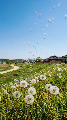 JPG 식물 편집이미지 꽃 자연 하늘 바람 씨앗 풍경 초원 시골 민들레 민들레홀씨 흩날리기 편집실사 AI포토 AI콘텐츠 자연요소 모션 날씨 CG 생태계 파일형식