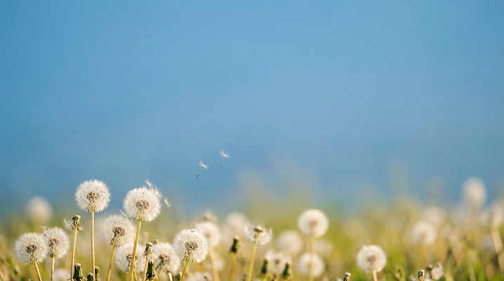 JPG 식물 편집이미지 꽃 자연 하늘 바람 씨앗 풍경 초원 공중 민들레 민들레홀씨 편집실사 AI포토 AI콘텐츠 자연요소 날씨 CG 생태계 파일형식