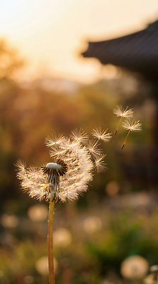 JPG 식물 편집이미지 꽃 자연 바람 풍경 햇빛 일몰 민들레 민들레홀씨 편집실사 AI포토 AI콘텐츠 자연요소 날씨 빛 노을 CG 생태계 파일형식
