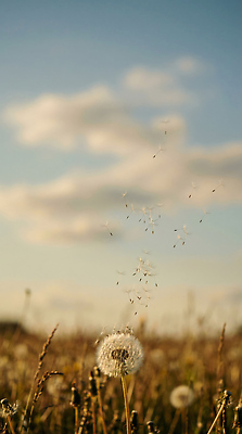 JPG 식물 편집이미지 자연 하늘 날리기 바람 씨앗 풍경 민들레 민들레홀씨 편집실사 AI포토 AI콘텐츠 자연요소 꽃 모션 날씨 CG 생태계 파일형식