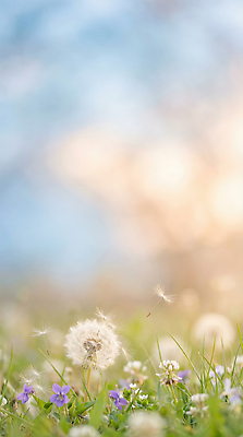 JPG 식물 편집이미지 꽃 꽃밭 자연 바람 풍경 초원 햇빛 들꽃 민들레 민들레홀씨 편집실사 AI포토 AI콘텐츠 자연요소 날씨 빛 CG 생태계 파일형식