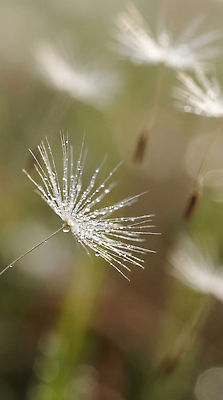 JPG 식물 편집이미지 자연 털 씨앗 햇빛 물방울 민들레홀씨 편집실사 AI포토 AI콘텐츠 빛 민들레 CG 생태계 파일형식