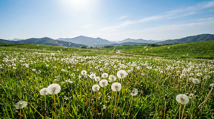 JPG 주간 식물 편집이미지 자연 날리기 바람 산 씨앗 풍경 초원 민들레 민들레홀씨 편집실사 AI포토 AI콘텐츠 자연요소 꽃 모션 날씨 CG 생태계 파일형식