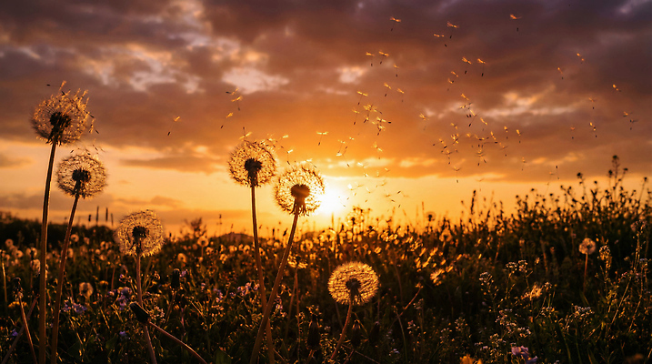 JPG 편집이미지 꽃 자연 바람 씨앗 풍경 초원 태양 일몰 저녁 민들레 민들레홀씨 편집실사 AI포토 AI콘텐츠 자연요소 식물 날씨 노을 밤 야간 CG 생태계 파일형식