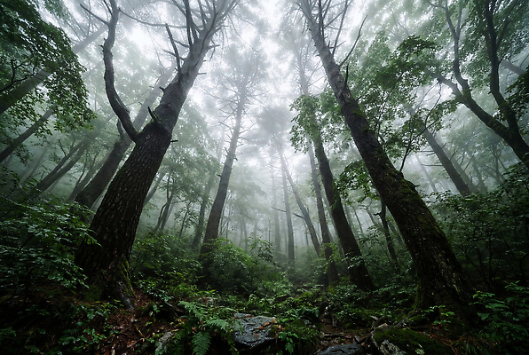 JPG 나무 식물 편집이미지 자연 하늘 나뭇잎 산 환경 골짜기 안개 숲 생태계 편집실사 AI컴퓨터그래픽 AI콘텐츠 잎 날씨 CG 파일형식