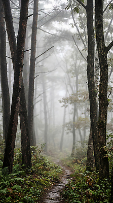 JPG 나무 편집이미지 길 여유 자연 풍경 산책 안개 숲속 숲 편집실사 AI컴퓨터그래픽 AI콘텐츠 식물 감정 날씨 휴식 CG 생태계 파일형식