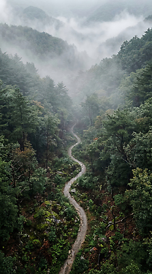 JPG 나무 편집이미지 길 자연 하늘 산 풍경 초록색 환경 안개 숲속 숲 생태계 편집실사 AI컴퓨터그래픽 AI콘텐츠 식물 컬러 날씨 CG 파일형식