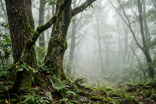 JPG 나무 식물 편집이미지 길 자연 산 이끼 풍경 초록색 고요 안개 숲속 숲 편집실사 AI컴퓨터그래픽 AI콘텐츠 컬러 날씨 CG 생태계 파일형식