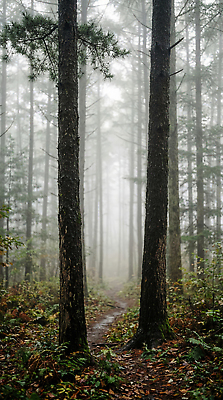 JPG 나무 편집이미지 길 자연 바람 나뭇잎 이끼 풍경 산책 안개 풀 숲 생태계 편집실사 AI컴퓨터그래픽 AI콘텐츠 자연요소 식물 잎 날씨 휴식 CG 파일형식