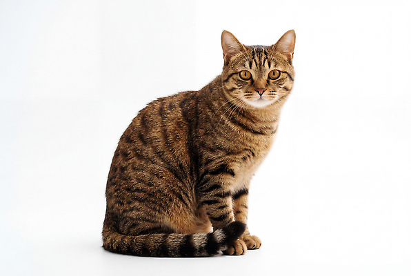 JPG 동물 편집이미지 생물 실내 앉기 반려동물 고양이 줄무늬 편집실사 AI포토 AI콘텐츠 무늬 포유류 모션 내부 CG 파일형식