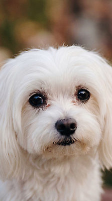 JPG 편집이미지 휴식 털 반려동물 귀여움 말티즈 개 강아지 편집실사 AI포토 AI콘텐츠 동물 컨셉 포유류 CG 파일형식