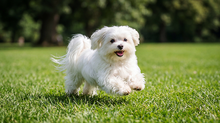 JPG 편집이미지 공원 행복 자연 놀이 잔디 야외 반려동물 달리기 귀여움 말티즈 강아지 편집실사 AI포토 AI콘텐츠 식물 동물 공공시설 감정 컨셉 모션 개 CG 생태계 파일형식