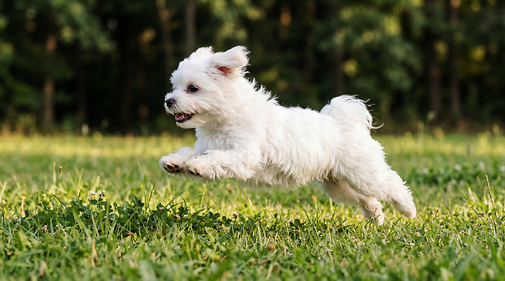 JPG 나무 동물 편집이미지 행복 자연 잔디 달리기 귀여움 자유 말티즈 강아지 놀기 재롱 편집실사 AI포토 AI콘텐츠 식물 감정 컨셉 모션 반려동물 개 CG 생태계 파일형식