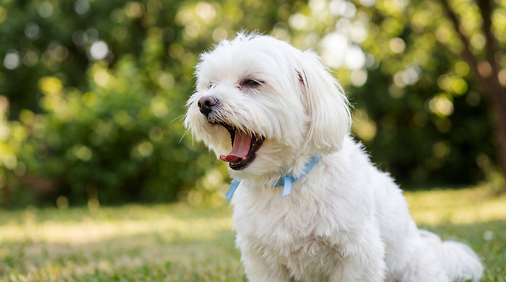 JPG 편집이미지 공원 자연 휴식 잔디 야외 반려동물 산책 말티즈 강아지 하품 편집실사 AI포토 AI콘텐츠 식물 동물 공공시설 컨셉 개 CG 생태계 생리현상 파일형식