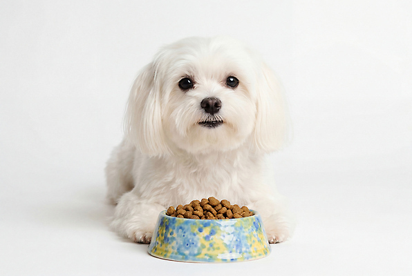 JPG 편집이미지 그릇 음식 털 반려동물 식사 말티즈 강아지 먹이 개밥그릇 개사료 편집실사 AI포토 AI콘텐츠 동물 식기 개 CG 애견용품 파일형식