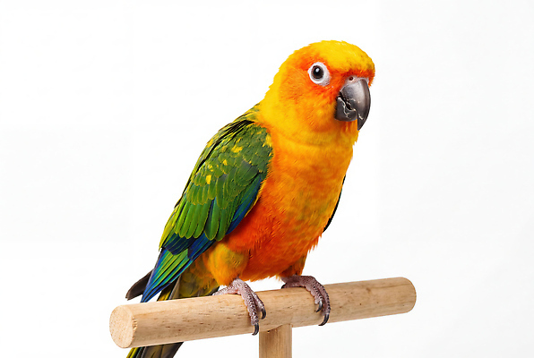 JPG 동물 편집이미지 조류 반려동물 관찰 깃털 앵무새 기르기 나무막대 편집실사 AI포토 AI콘텐츠 모션 막대 CG 돌봄 파일형식