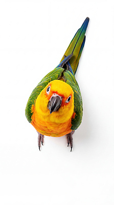 JPG 동물 편집이미지 조류 관찰 흰배경 앵무새 편집실사 AI포토 AI콘텐츠 백그라운드 모션 흰색 CG 파일형식