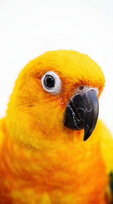 JPG 동물 편집이미지 조류 실내 노란색 깃털 부리 앵무새 편집실사 AI포토 AI콘텐츠 컬러 내부 CG 파일형식