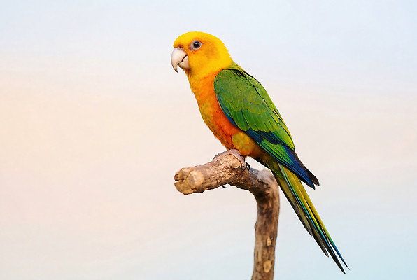 JPG 나무 동물 편집이미지 자연 조류 하늘 앵무새 새소리 편집실사 AI포토 AI콘텐츠 식물 CG 생태계 파일형식