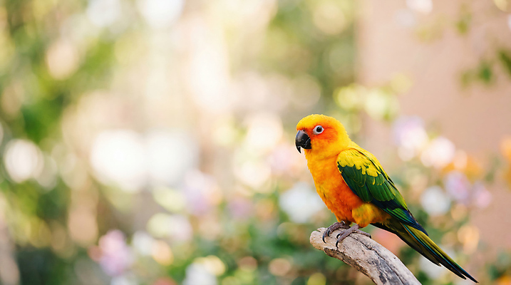 JPG 식물 동물 편집이미지 꽃 자연 조류 야외 햇빛 나뭇가지 관찰 앵무새 편집실사 AI포토 AI콘텐츠 나무 모션 빛 CG 생태계 파일형식