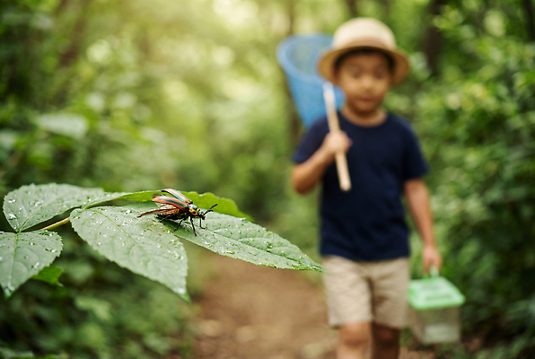 JPG 편집이미지 어린이 곤충 자연 나뭇잎 생물 소년 여름 환경 탐험 관찰 숲 수집 채집망 채집통 편집실사 AI인물포토 AI콘텐츠 동물 계절 남자 잎 모션 통 사람 CG 생태계 파일형식 AI포토