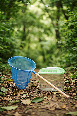 JPG 나무 편집이미지 자연 나뭇잎 산 통 햇빛 환경 탐험 숲 수집 산길 채집망 채집통 편집실사 AI인물포토 AI콘텐츠 식물 길 잎 빛 CG 생태계 파일형식 AI포토