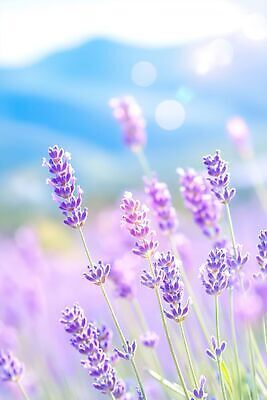 JPG 식물 편집이미지 꽃 자연 초원 여름 햇빛 봄 향기 라벤더 편집실사 AI컴퓨터그래픽 AI콘텐츠 계절 빛 허브 CG 생태계 냄새 파일형식