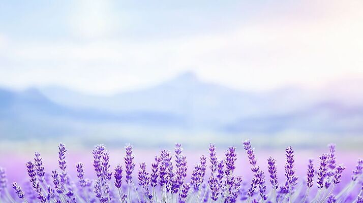 JPG 식물 편집이미지 꽃 자연 보라색 일몰 향기 라벤더 편집실사 AI컴퓨터그래픽 AI콘텐츠 컬러 노을 허브 CG 생태계 냄새 파일형식