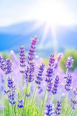 JPG 식물 편집이미지 꽃 자연 초원 여름 햇빛 보라색 향기 라벤더 편집실사 AI컴퓨터그래픽 AI콘텐츠 계절 컬러 빛 허브 CG 생태계 냄새 파일형식