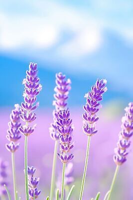 JPG 식물 편집이미지 꽃 자연 초원 여름 햇빛 봄 라벤더 편집실사 AI컴퓨터그래픽 AI콘텐츠 계절 빛 허브 CG 생태계 파일형식