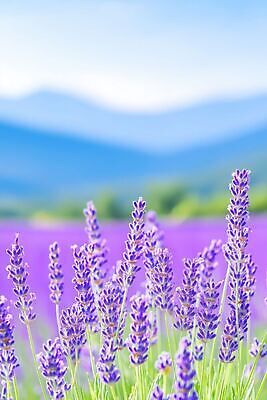 JPG 식물 편집이미지 꽃 자연 초원 여름 정원 보라색 라벤더 편집실사 AI컴퓨터그래픽 AI콘텐츠 계절 컬러 허브 CG 생태계 파일형식