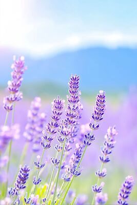 JPG 편집이미지 꽃 꽃밭 자연 여름 햇빛 라벤더 편집실사 AI컴퓨터그래픽 AI콘텐츠 식물 계절 빛 허브 CG 생태계 파일형식