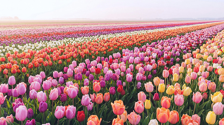 JPG 식물 편집이미지 컬러 꽃밭 자연 하늘 풍경 야외 농장 봄 튤립 꽃집 만개 편집실사 AI컴퓨터그래픽 AI콘텐츠 계절 꽃 농업 상점 CG 생태계 파일형식