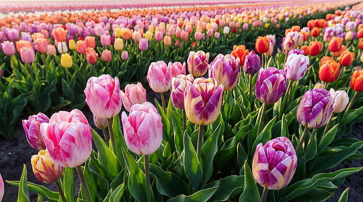 JPG 식물 편집이미지 꽃 화초 컬러 꽃밭 자연 바닥 풍경 정원 봄 튤립 편집실사 AI컴퓨터그래픽 AI콘텐츠 계절 CG 생태계 파일형식