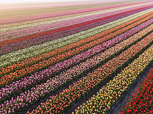 JPG 편집이미지 공원 꽃 컬러 꽃밭 농업 자연 풍경 농장 농사 봄 원근감 튤립 편집실사 AI컴퓨터그래픽 AI콘텐츠 식물 계절 공공시설 산업 뷰포인트 CG 생태계 파일형식