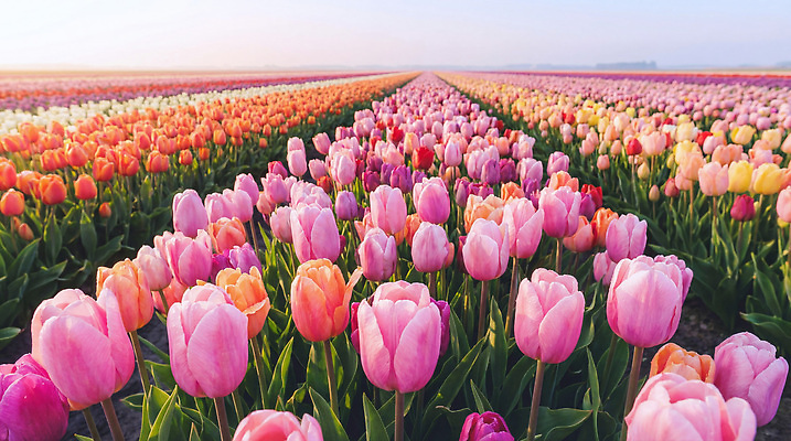 JPG 편집이미지 컬러 꽃밭 자연 아침 풍경 초원 봄 튤립 편집실사 AI컴퓨터그래픽 AI콘텐츠 주간 계절 꽃 CG 생태계 파일형식