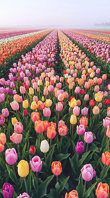 JPG 식물 편집이미지 꽃 컬러 꽃밭 농업 자연 풍경 초원 농장 봄 튤립 꽃길 편집실사 AI컴퓨터그래픽 AI콘텐츠 계절 산업 길 CG 생태계 파일형식