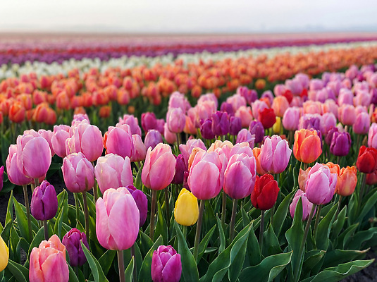 JPG 식물 편집이미지 계절 꽃 컬러 꽃밭 자연 풍경 야외 농장 정원 봄 튤립 편집실사 AI컴퓨터그래픽 AI콘텐츠 농업 CG 생태계 파일형식